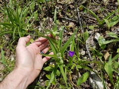 Tradescantia tharpii
