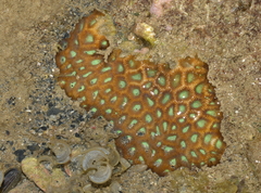 Coelastrea aspera