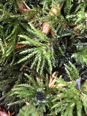 Leucolepis