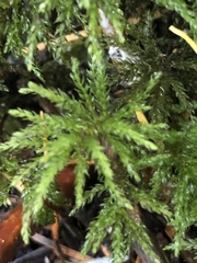 Leucolepis