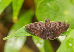 Pellicia arina