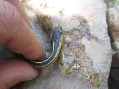 Thamnophis elegans elegans