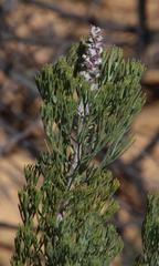 Paranomus bracteolaris