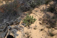 Paranomus bracteolaris