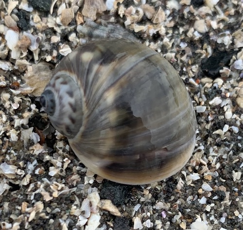 Notocochlis chemnitzii