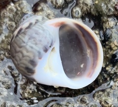 Notocochlis chemnitzii