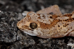 Pachydactylus latirostris