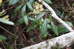 Rubus moorei