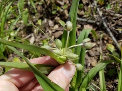 Tradescantia tharpii