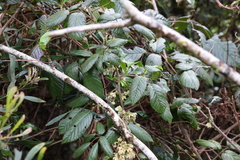 Rubus moorei