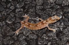 Pachydactylus latirostris