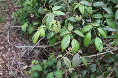 Rubus moorei