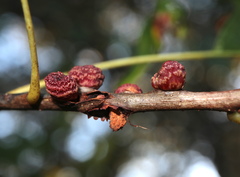 Kokkocynips difficilis