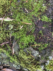 Ptychomnion aciculare