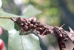 Callirhytis favosa