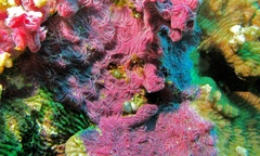 Chalinula nematifera