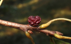 Kokkocynips difficilis