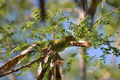 Zosterops xanthochroa