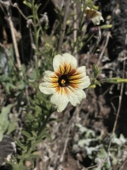 Salpiglossis sinuata