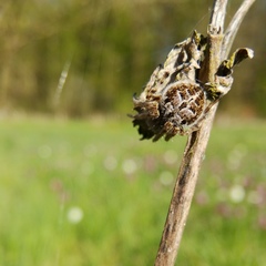 Agalenatea redii