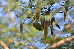 Zosterops xanthochroa