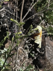 Salpiglossis sinuata