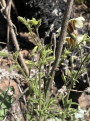 Salpiglossis sinuata