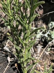 Salpiglossis sinuata