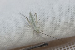 Oecanthus salvii