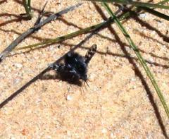 Australoechus megaspilus