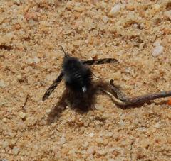 Australoechus megaspilus