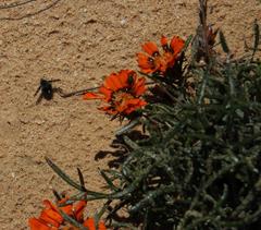 Australoechus megaspilus