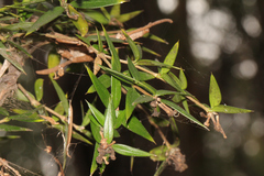 Alyxia ruscifolia
