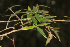 Alyxia ruscifolia