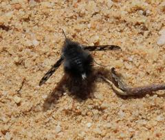 Australoechus megaspilus