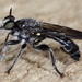 Laphria canis - Photo (c) Patrick Coin, some rights reserved (CC BY-NC-SA)