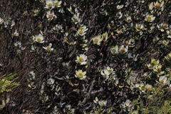 Leucadendron loranthifolium