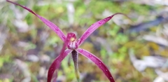 Caladenia filamentosa