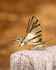 Protesilaus stenodesmus