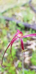 Caladenia filamentosa