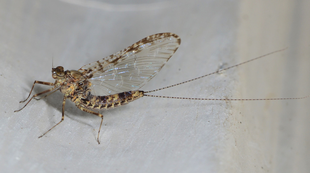 Speckled Dun