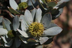 Leucadendron loranthifolium