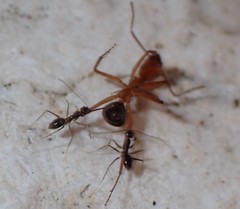 Camponotus inaequalis