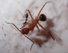 Camponotus inaequalis