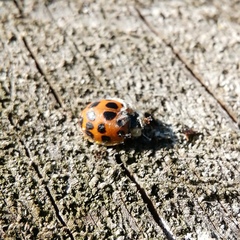 Harmonia axyridis