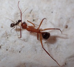 Camponotus inaequalis