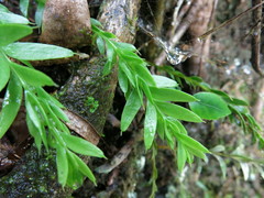 Tmesipteris tannensis