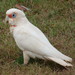 Long-billed Corella - Photo (c) wingspanner, some rights reserved (CC BY-NC), uploaded by wingspanner