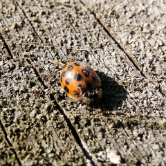 Harmonia axyridis