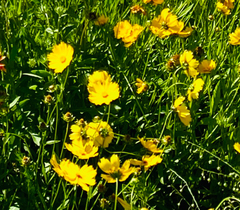 Coreopsis lanceolata